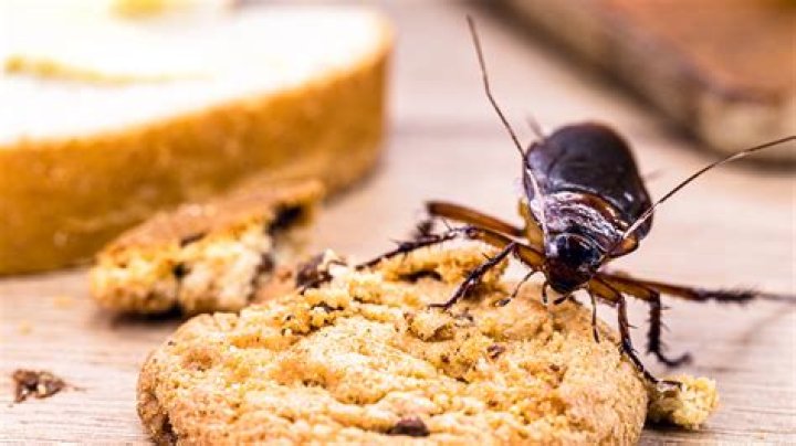 Does squishing roaches attract more?