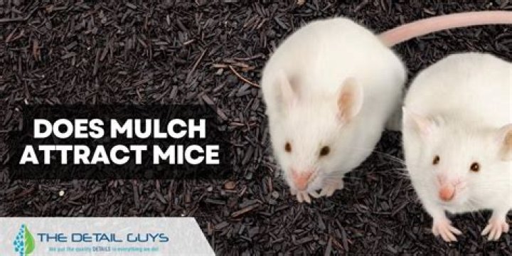 Does straw attract mice?