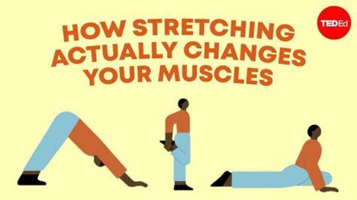 Does stretching strengthen muscles?