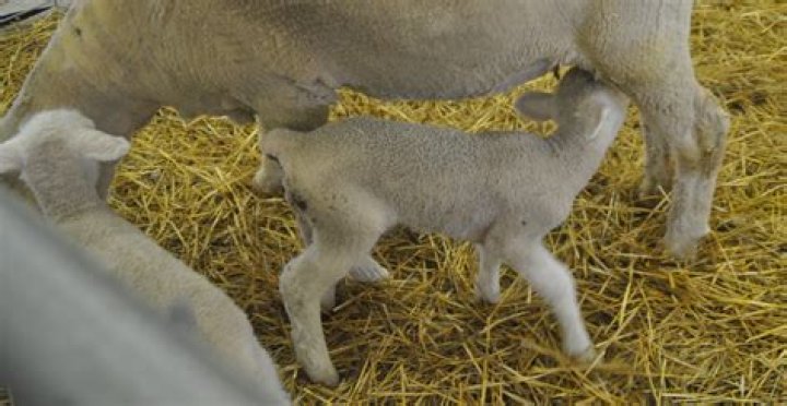 Does tail docking hurt sheep?