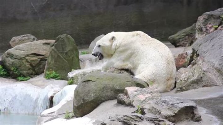 Does the Bronx zoo have a polar bear?