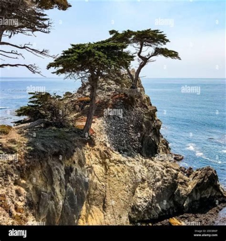 Does the Lone Cypress still exist?