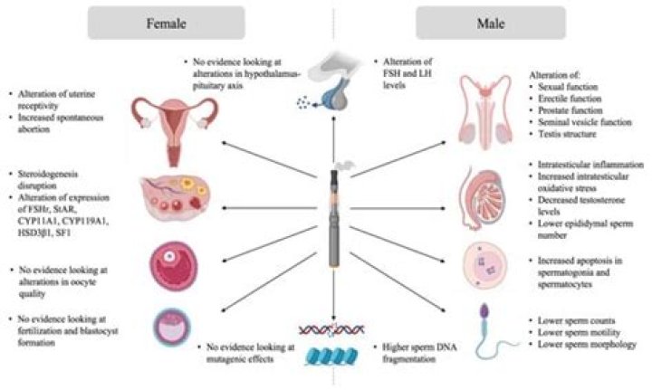 Does vaping affect sperm?