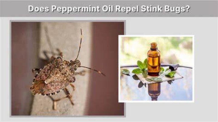 Does vinegar repel stink bugs?