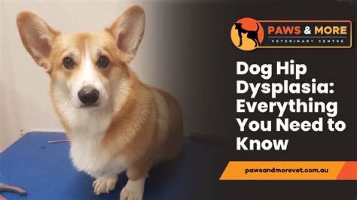 Does walking help dogs with hip dysplasia?