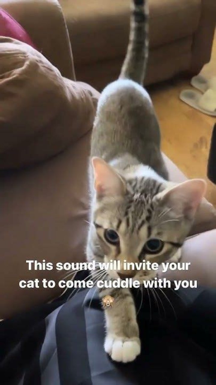 Does your cat cuddle with you?
