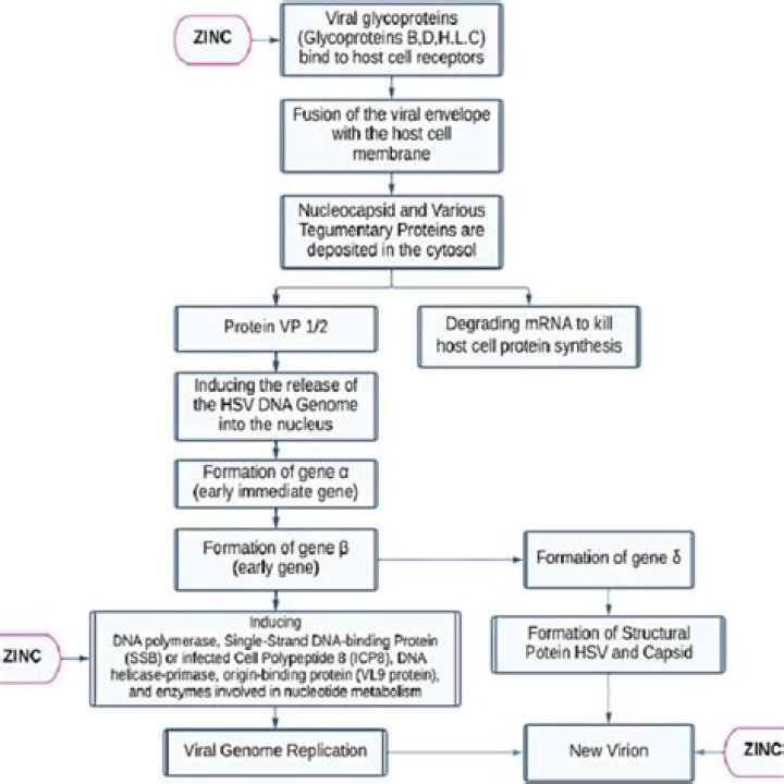 Does zinc draw out infection?