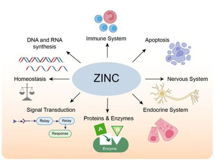 Does zinc mess with hormones?