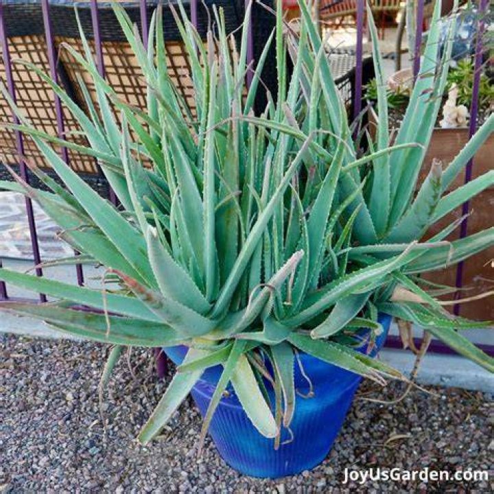 How big do aloe vera plants get?