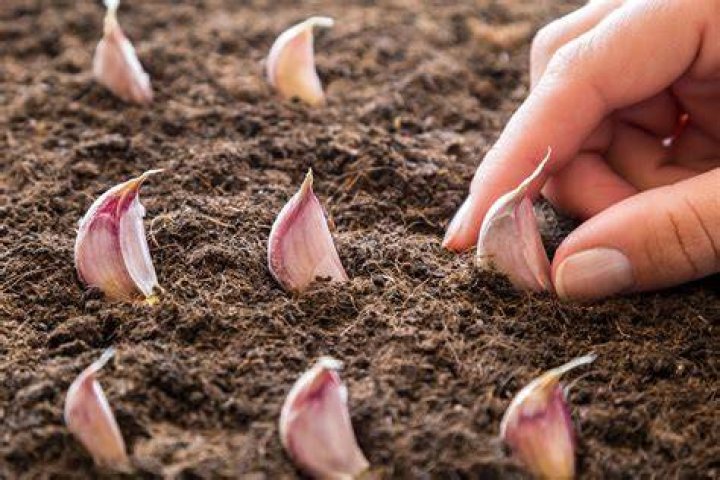 How can I digest garlic better?
