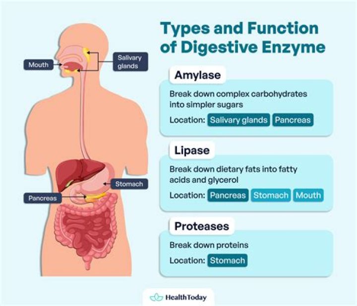 How can I get more enzymes in my pancreas?