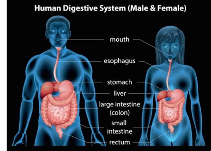 How can I heal my small intestine?