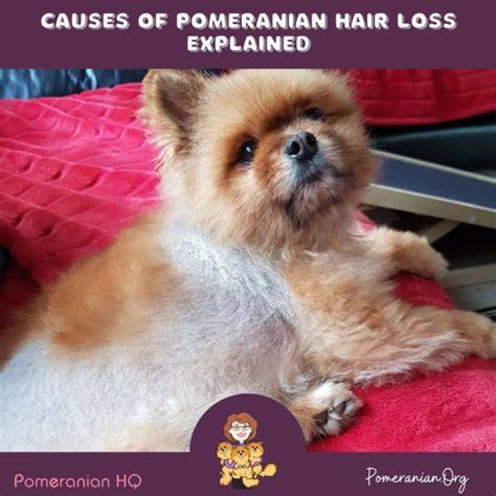 How can I make my Pomeranian hair fluffy?