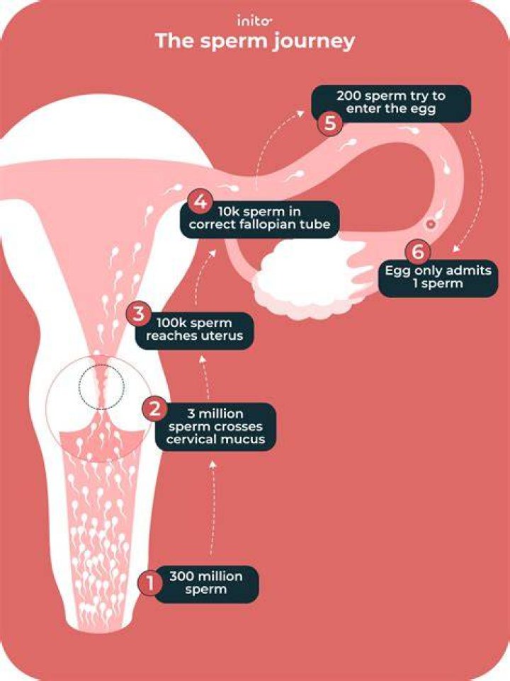 How can I make my sperm stronger during pregnancy naturally?