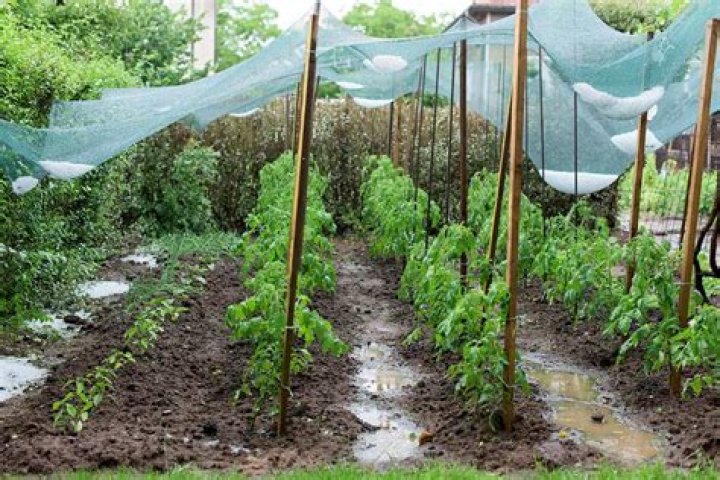 How can I protect my plants from hail?