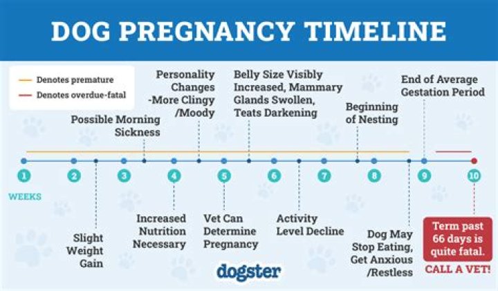 How can I tell if my dog is pregnant?