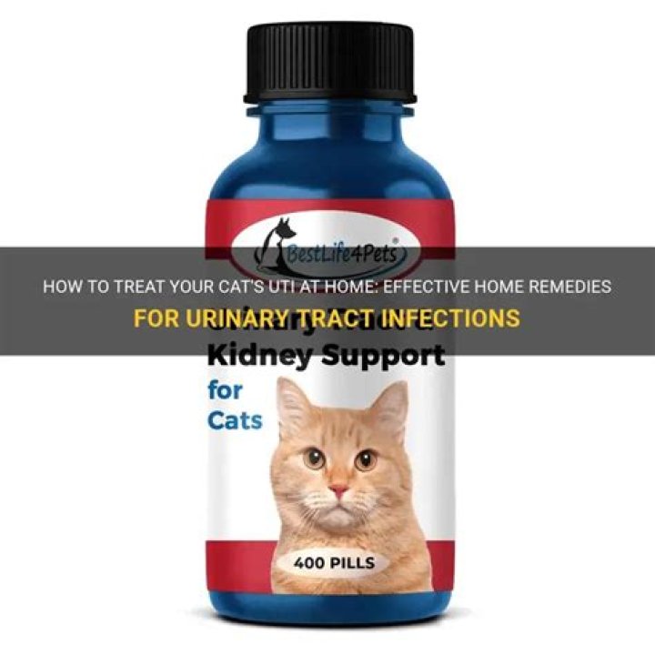 How can I treat my cats UTI at home?
