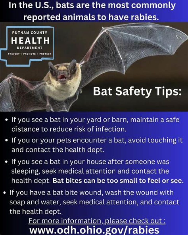 How can you tell if a bat has rabies?