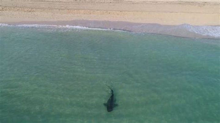 How close can sharks get to shore?