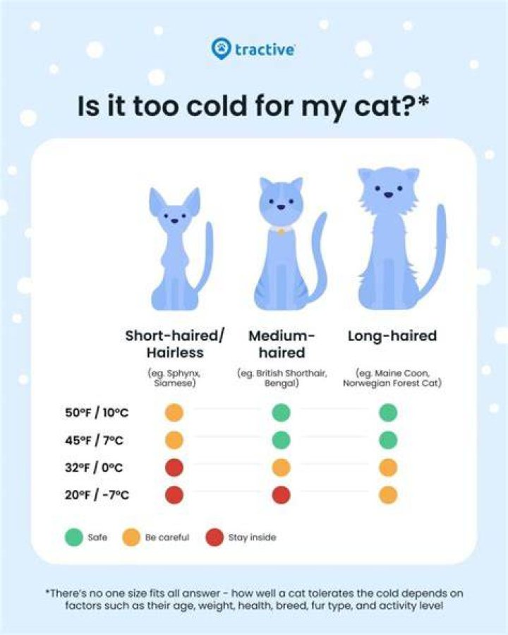 How cold is too cold for outdoor cats?