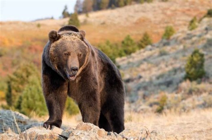 How common are grizzly bears in Yellowstone?
