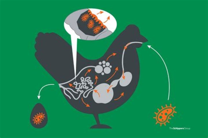 How contagious is E. coli?