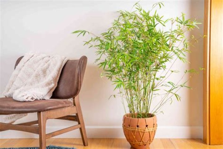 How deep do you plant bamboo?
