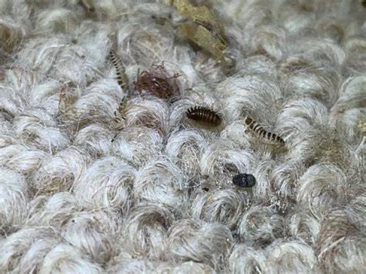 How did I get carpet worms?