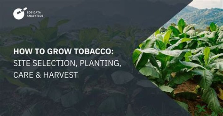 How did slaves grow tobacco?