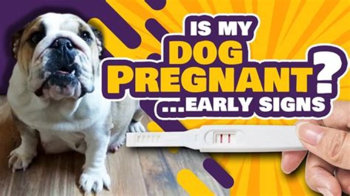 How did your dog act when you were pregnant?