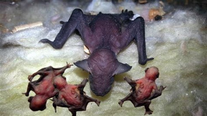 How do bats give birth?