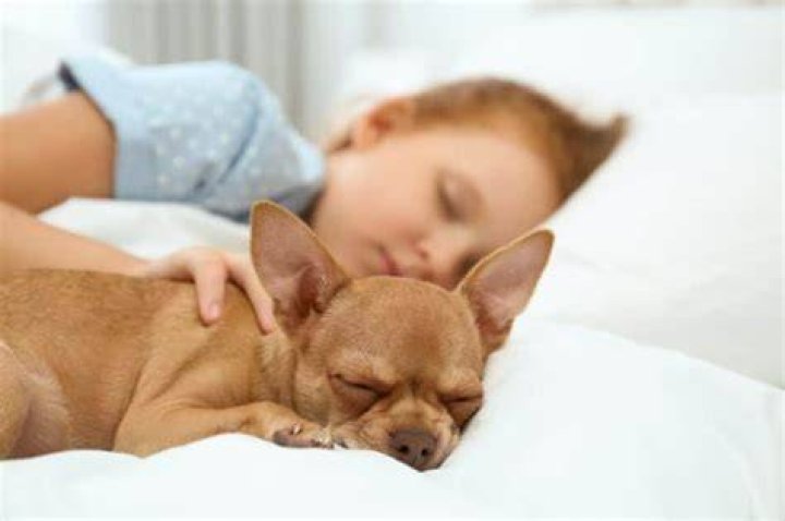 How do dogs choose who to sleep with?