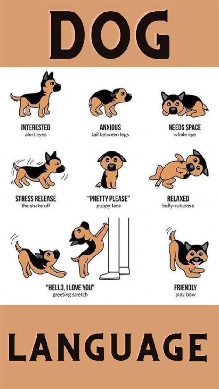 How do dogs speak?