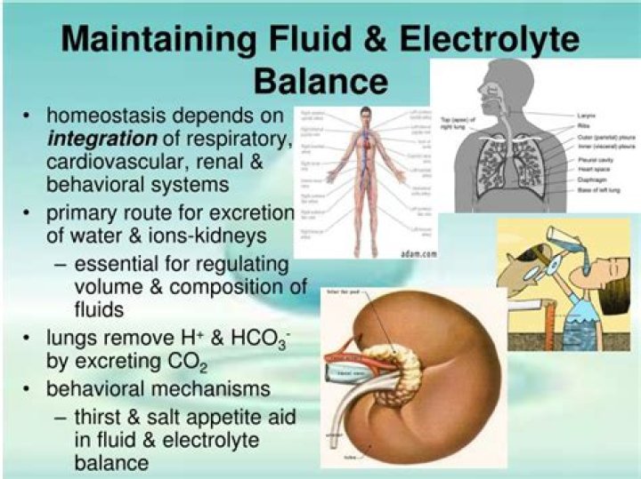 How do elderly maintain fluid and electrolyte balance?