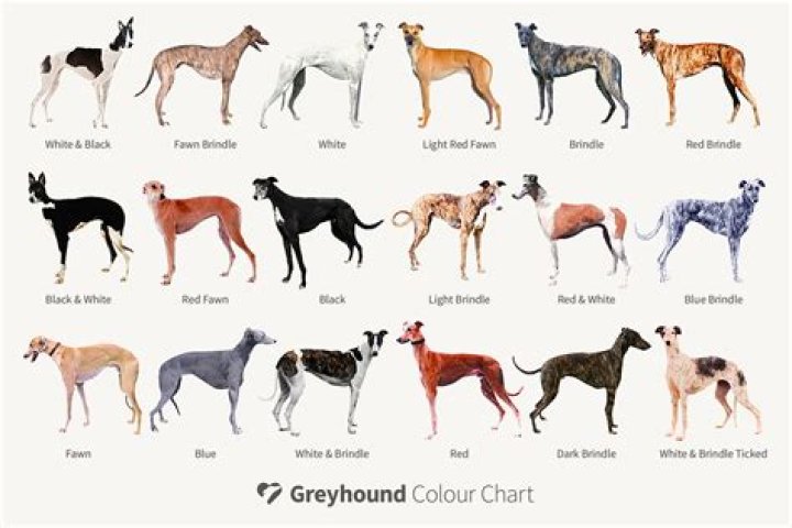 How do greyhounds predict winners?