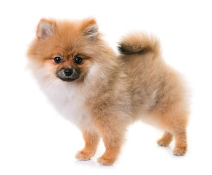 How do I choose a Pomeranian puppy?