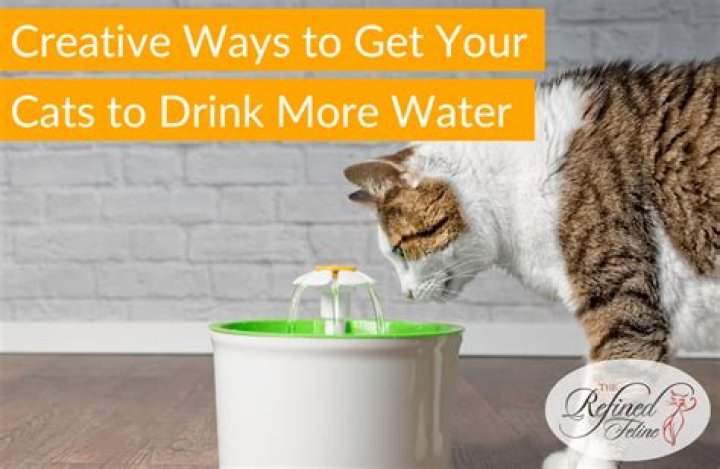 How do I encourage my cat to drink?