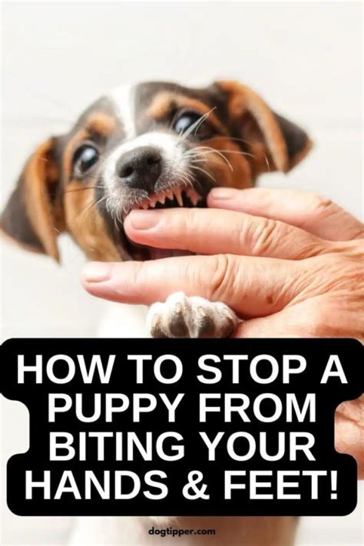 How do I get my puppy to stop biting my hands and feet?