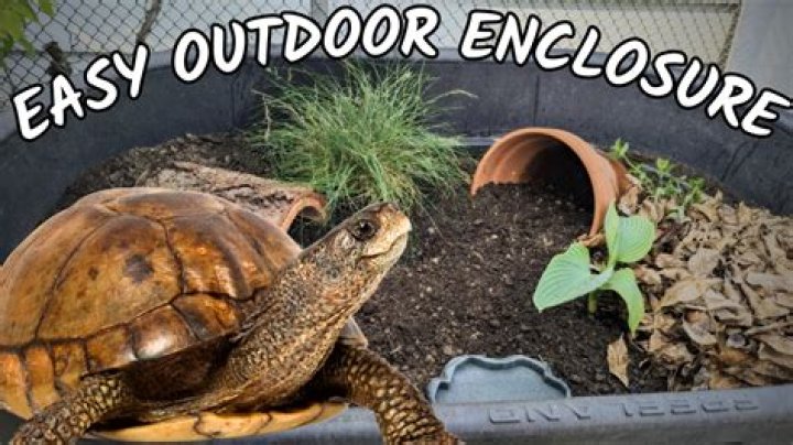 How do I get my tortoise to poop?