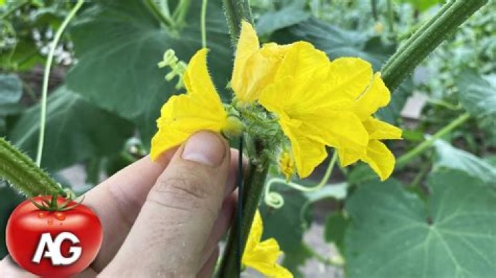 How do I get rid of ants on my cucumber plants?