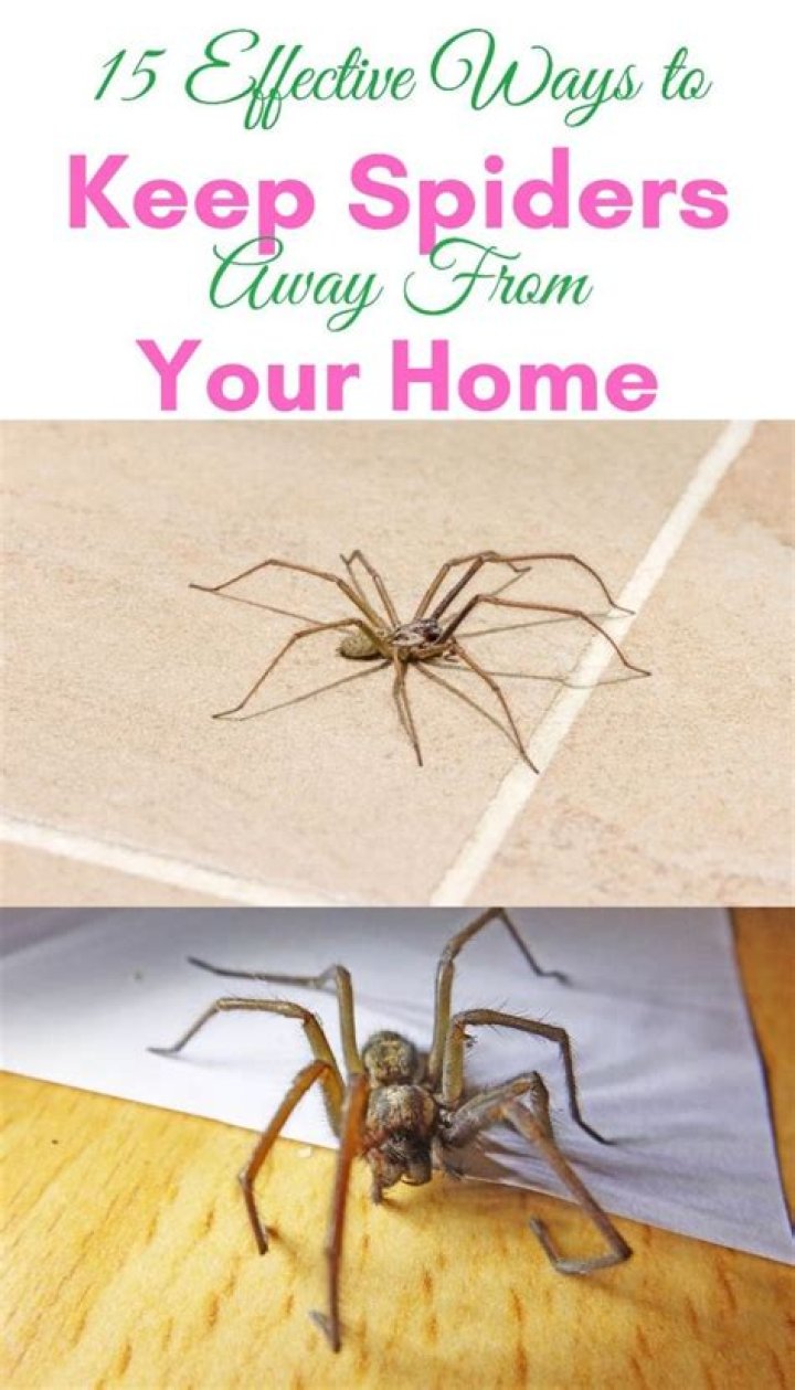 How do I keep spiders away from my pool?
