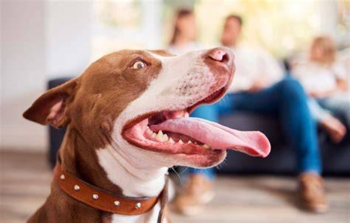 How do I know if my dog likes my baby?