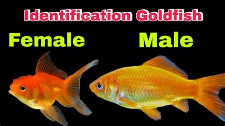 How do I know if my goldfish is happy?