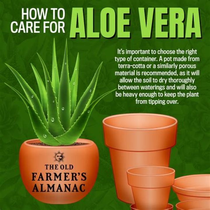 How do I make my aloe plant thicker?