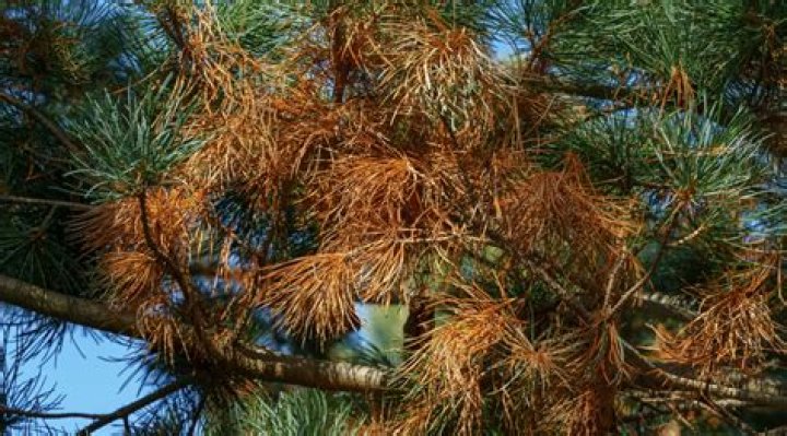 How do I make my pine tree smaller?