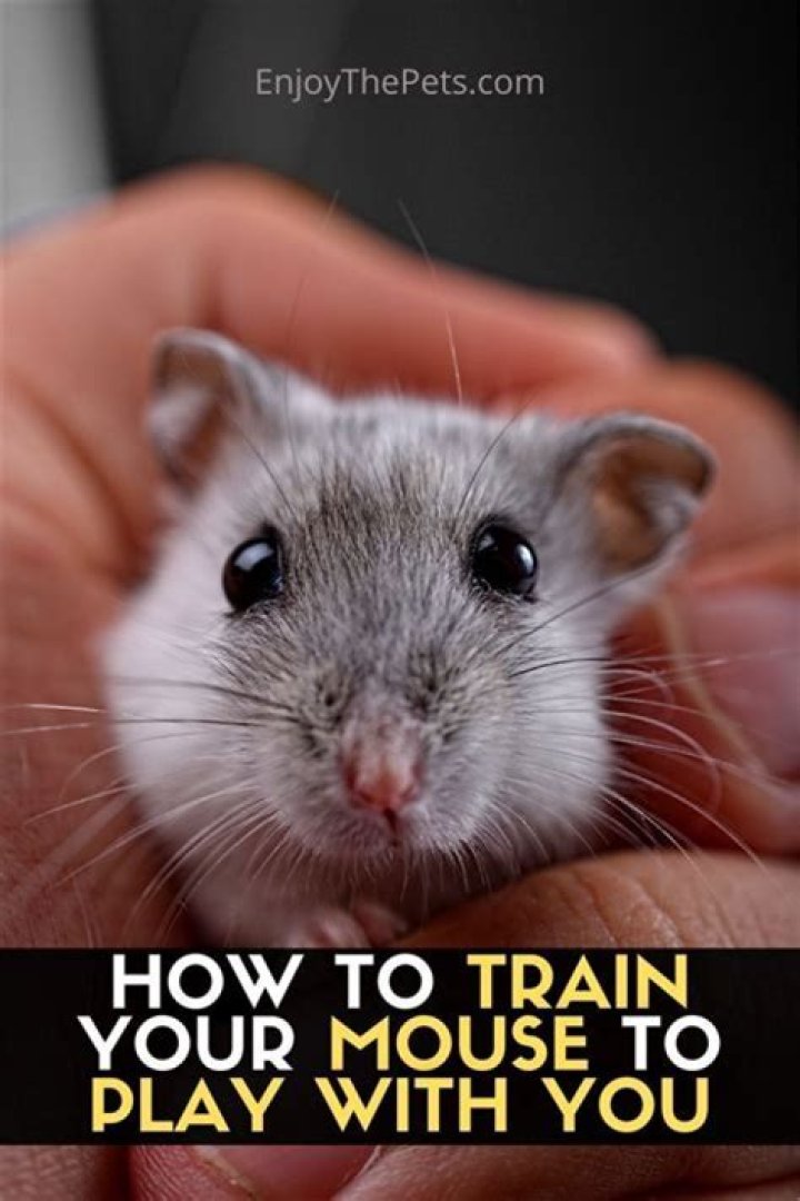 How do most mice get in your house?