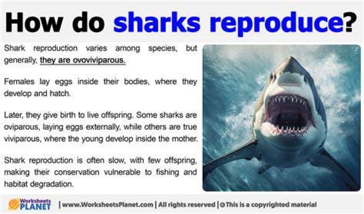 How do sharks asexually reproduce?