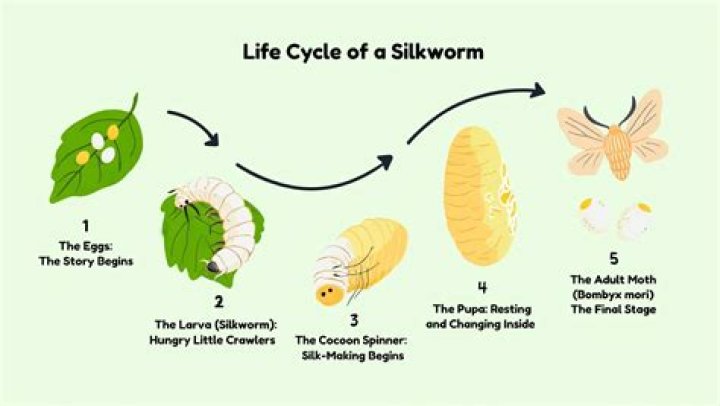 How do silkworms get their food?