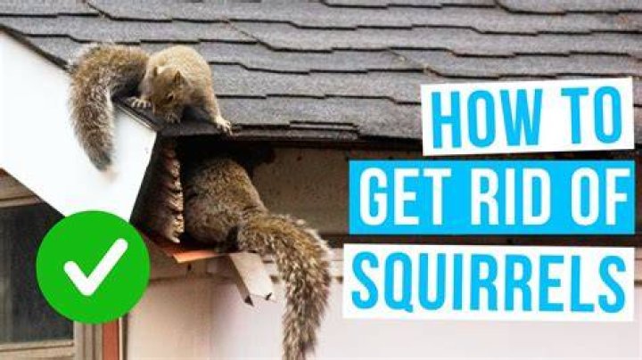 How do squirrels climb things?