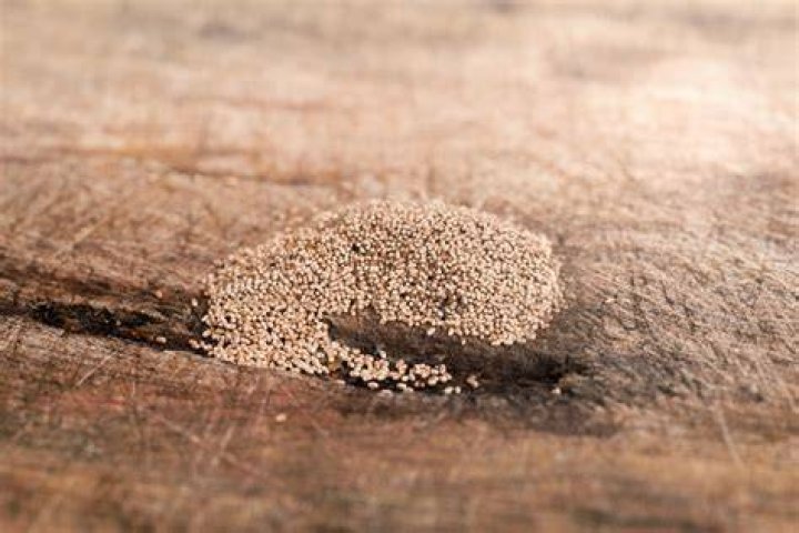 How do termite eggs look like?